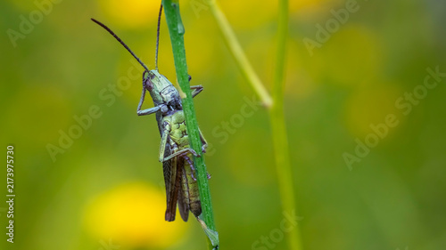 Cuadro en lienzo Green grasshopper holding onto plant stem in vibrant green field