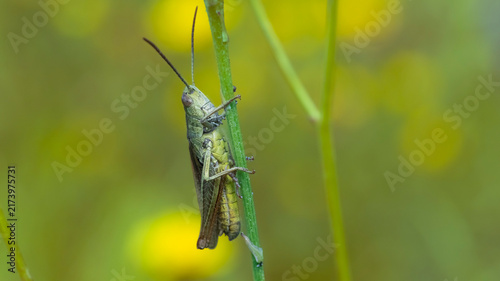 Canvastavla Green grasshopper sitting on plant stem in summer meadow