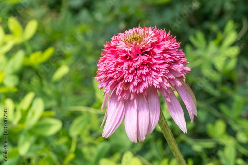 Obraz na plátně Echinacea purpurea 'Razzmatazz' Purpur-Sonnenhut Detail Blüte