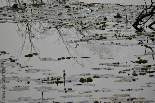 snow on the ground