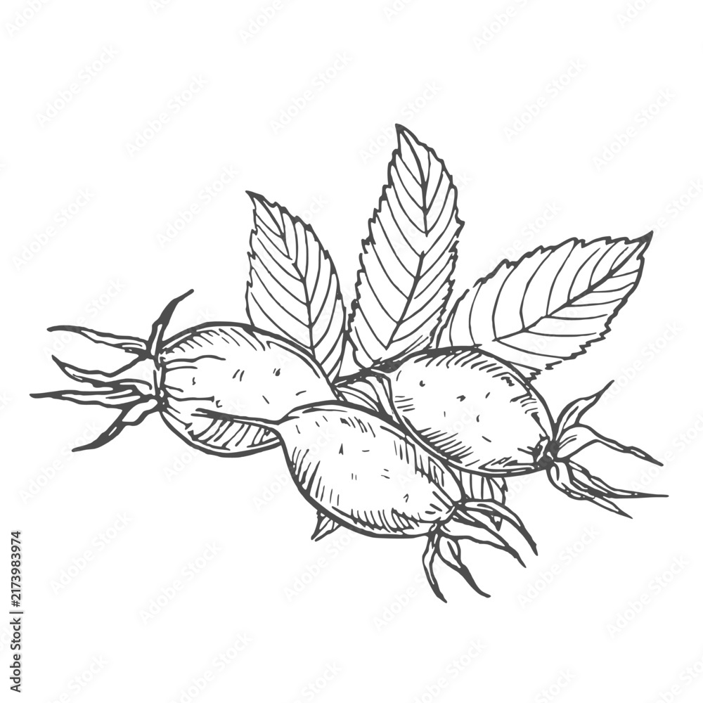 Fototapeta premium Rosehip hand-drawn ink vector illustration. Composition with flowers, berries, leaves, and buds.