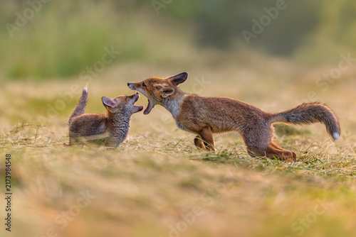 Two red fox cubs are playing in a meadow at sunrise