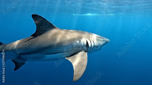 Large Shark Swims Gracefully Through Clear Blue Ocean Water Sunlight