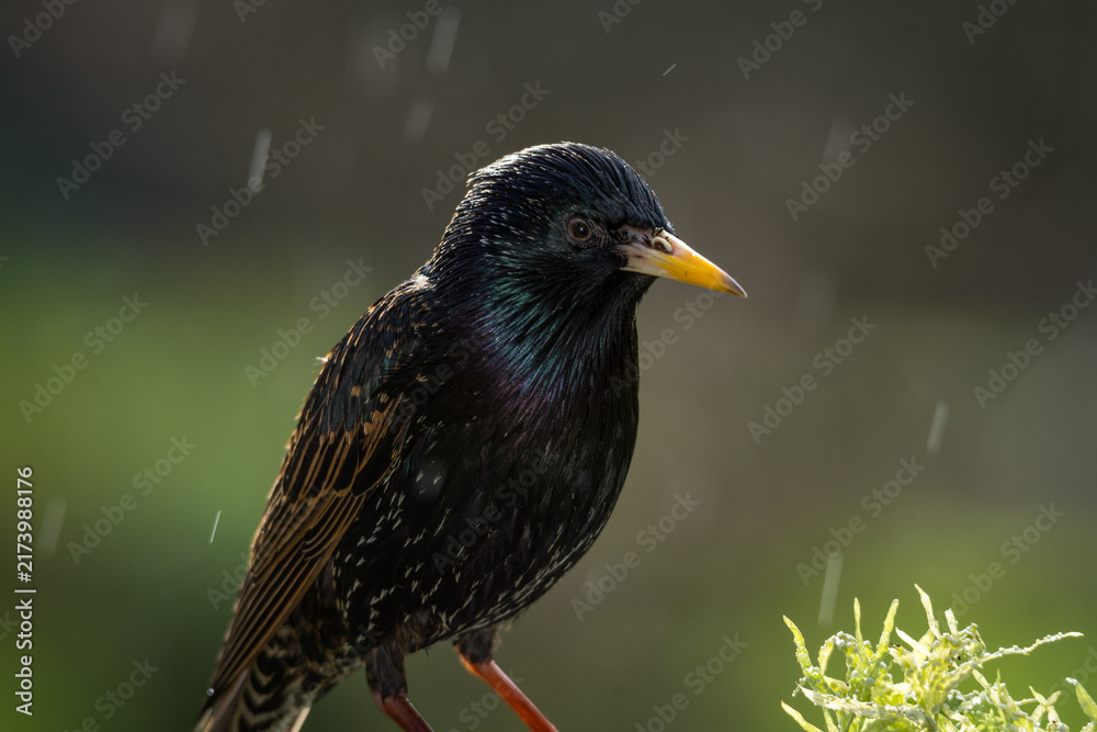 Fototapeta premium closeup of a starling in its winter colors
