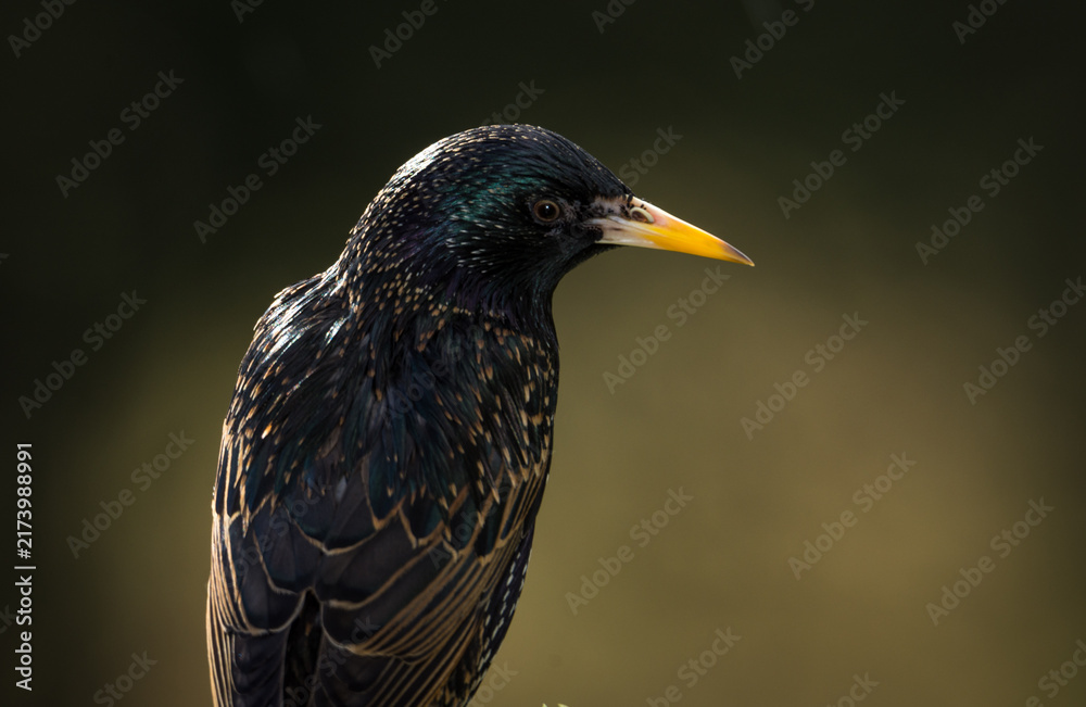 Fototapeta premium closeup of a starling in its winter colors