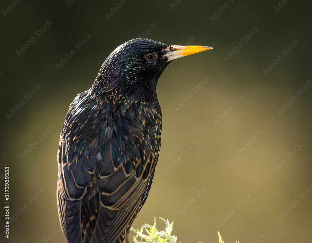 Fototapeta premium closeup of a starling in its winter colors