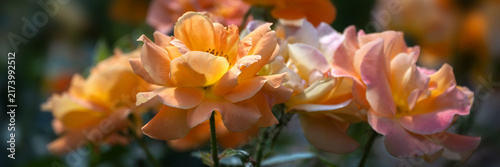 Quadro su tela Panorama of flowers of Rose (Rosa ' Precious Amber') in a garden in late summer