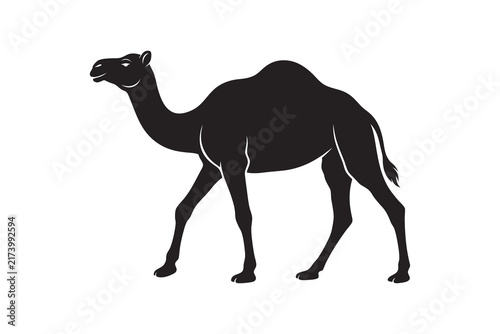 Obraz na plátne camel in the desert