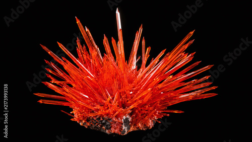 Crocoite crystal cluster macro vivid orange-red acicular needle habit radiating spray adamantine lustre Tasmanian mineral black velvet science art