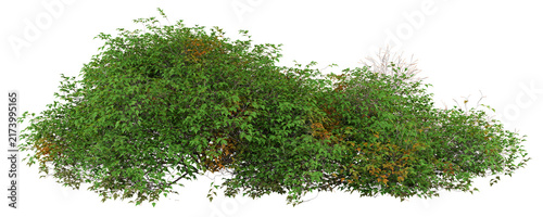 Blackcurrant Isolated PNG, Fruit-Bearing Shrub Hedge Row, Transparent Background