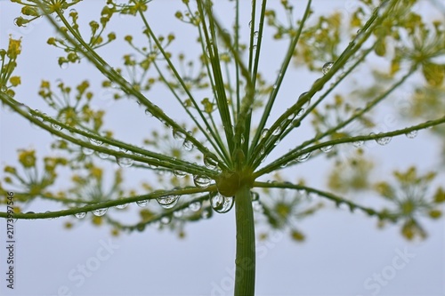 Fotografie Dill flower umbel with water drops