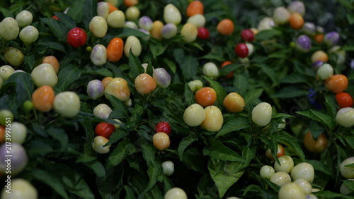 Multicolored Ornamental Chili Peppers, Ornamental pepper, Color-changing pepper
