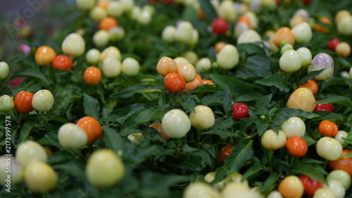Ornamental pepper, Color-changing pepper, Multicolored pepper