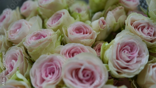 A Dreamy Garden of Blushing White and Pink Roses