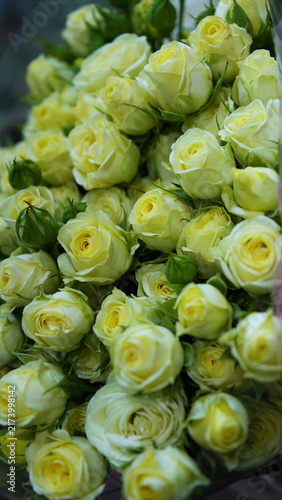 A Radiant Sea of Soft Yellow Roses