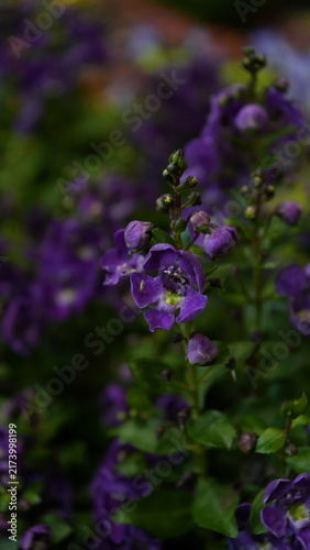 Purple Angelonia Flowers Dancing in the Summer Garden (summer snapdragon)