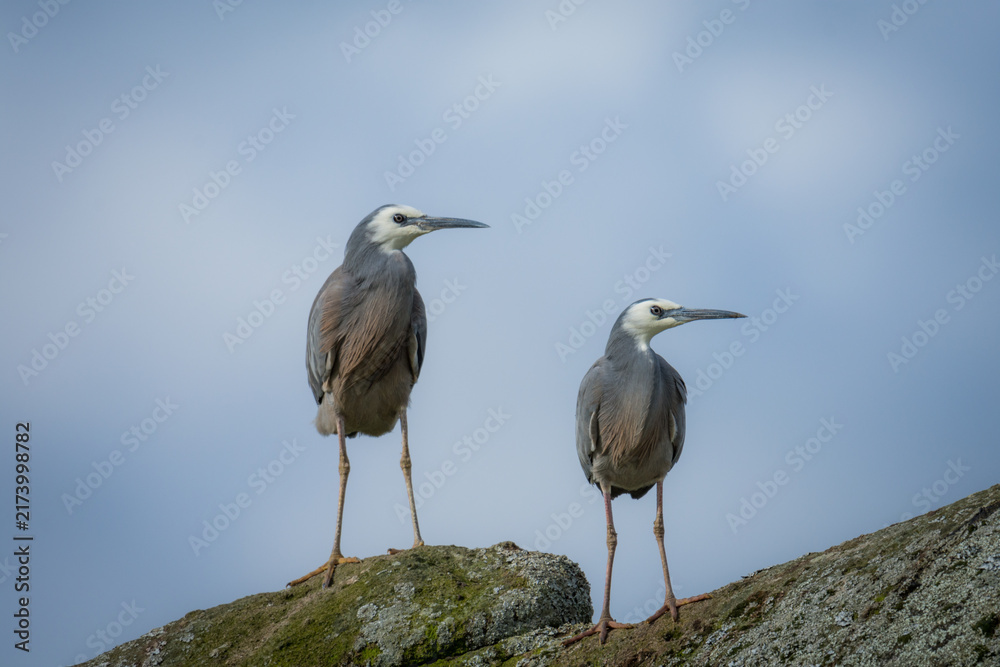 Obraz premium Close up of White faced or blue Heron on rock