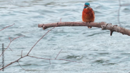 Stunning 4K close-up video of a colorful kingfisher perched quietly on a branch above a flowing river. Detailed natural wildlife footage capturing the bird’s plumage, alert posture
