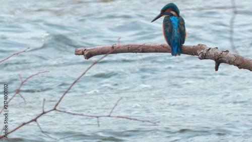 Stunning 4K close-up video of a colorful kingfisher perched quietly on a branch above a flowing river. Detailed natural wildlife footage capturing the bird’s plumage, alert posture