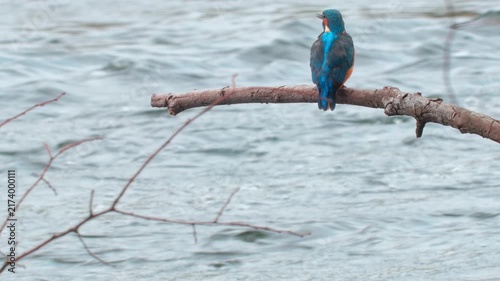 Detailed 4K close-up wildlife video of a colorful kingfisher eating a fish while perched on a branch above a flowing river. 