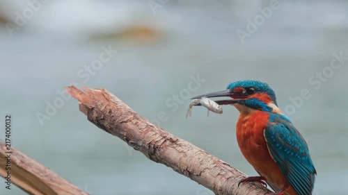 Detailed 4K close-up wildlife video of a colorful kingfisher eating a fish while perched on a branch above a flowing river. 