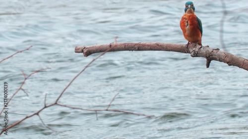 Stunning 4K close-up video of a colorful kingfisher perched quietly on a branch above a flowing river. Detailed natural wildlife footage capturing the bird’s plumage, alert posture