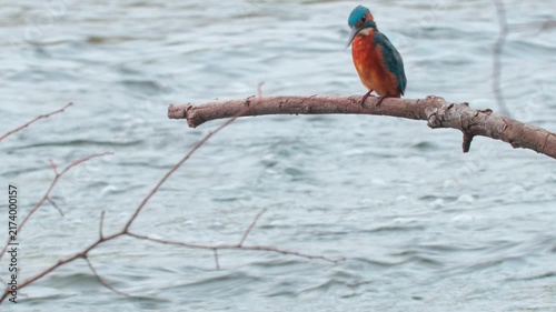 Detailed 4K close-up wildlife video of a colorful kingfisher eating a fish while perched on a branch above a flowing river. 
