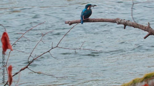 Detailed 4K close-up wildlife video of a colorful kingfisher eating a fish while perched on a branch above a flowing river. 