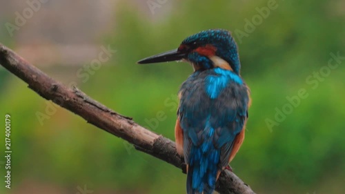 Stunning 4K close-up video of a colorful kingfisher perched quietly on a branch above a flowing river. Detailed natural wildlife footage capturing the bird’s plumage, alert posture