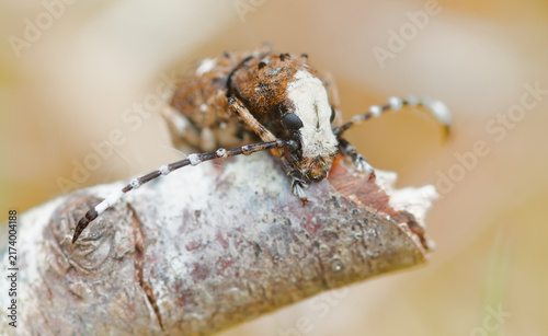 Картината върху платно Macro, Close Up Of The Head Of A Rare Male Fungus Weevil, Platystomos albinus, C