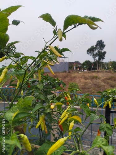 Foto A close-up, vertical shot of a vibrant bird's eye chili plant (Capsicum frutescens) bearing many unripe yellowish-green chilies with a few turning orange and red