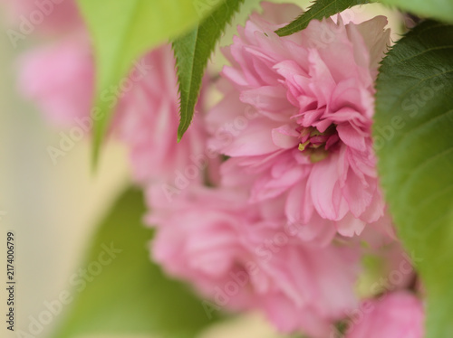 Canvastavla 4月に美しく咲いたピンク色のサクラ「氷見久津呂菊桜（ヒミクズロキクザクラ）」
