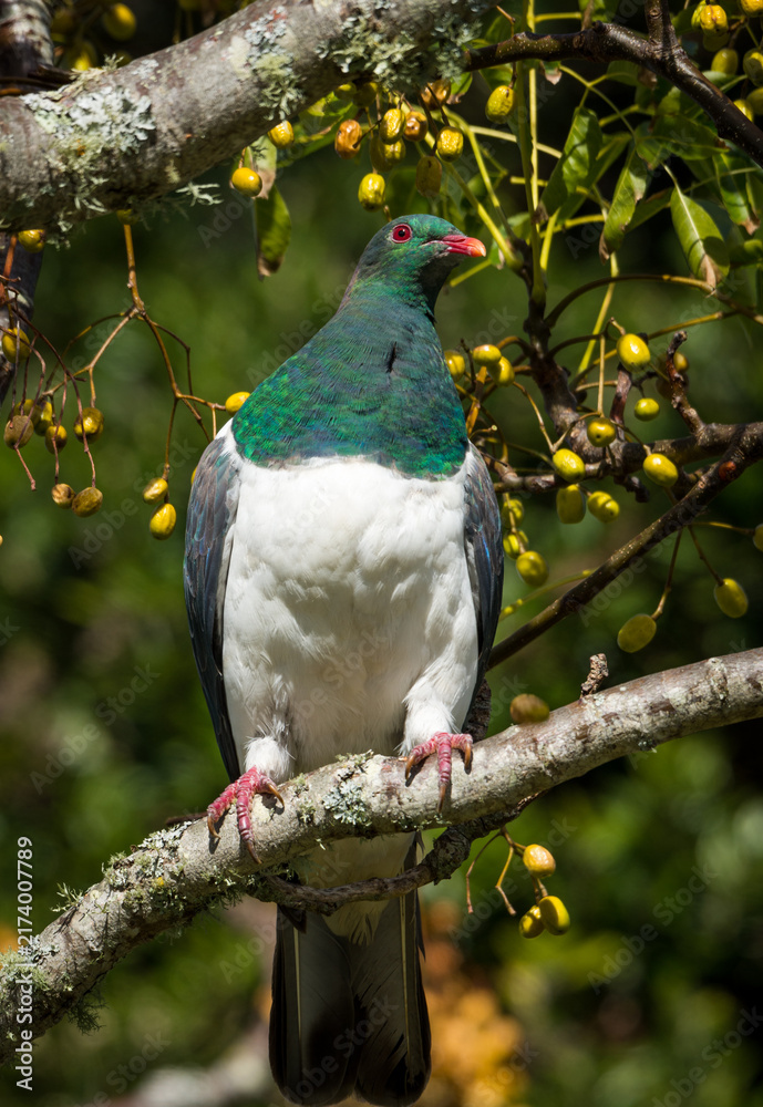 Obraz premium Close up of kererū (Hemiphaga novaeseelandiae), also known as kukupa, New Zealand pigeon or wood pigeon, which is a species of pigeon native to New Zealand, perched in a tree