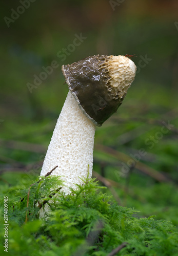 Foto Red Wood Ant Crawling On A Common Stinkhorn Mushroom, Phallus impudicus, With Da