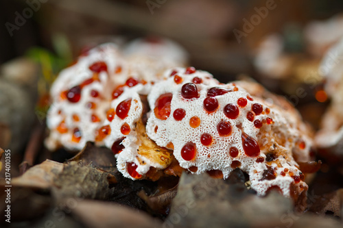 Fotografie Unusual Aborted, Aberrant Form Of Blushing Rosette, Abortiporus biennis, Fungus,