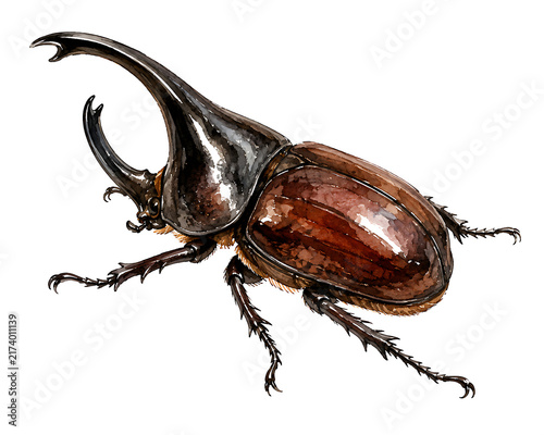Detailed watercolor painting of a giant rhinoceros beetle isolated on white.