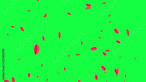 leaves floating in the wind on a green and black background.