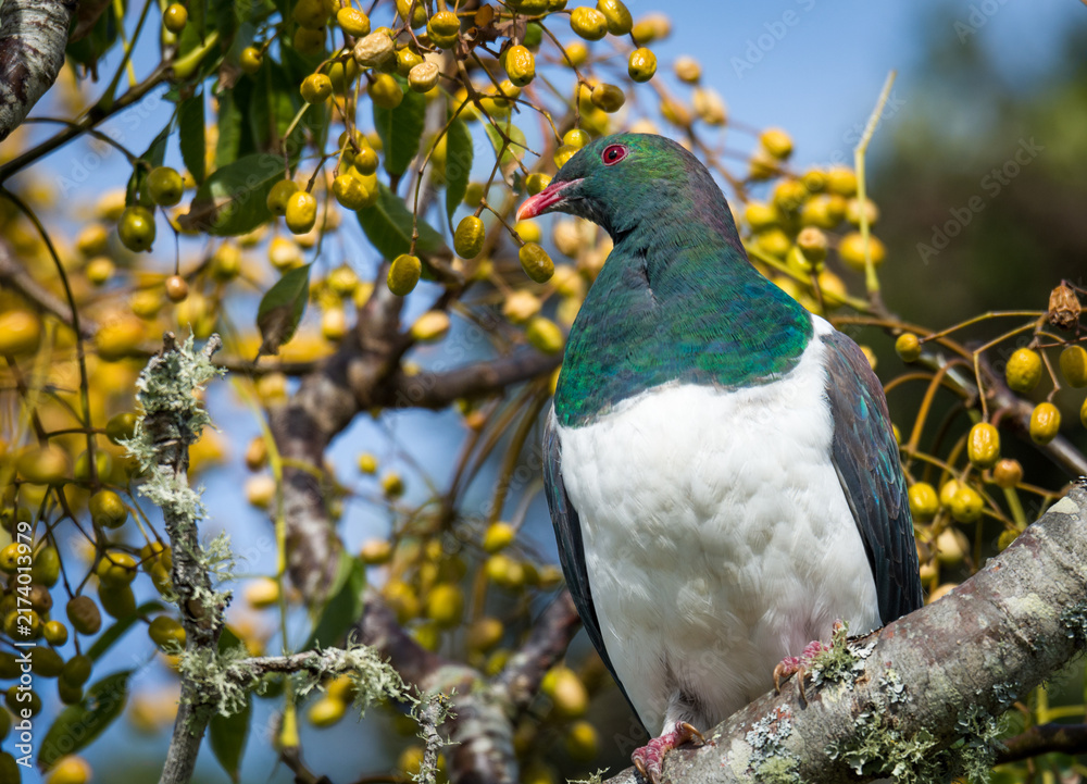 Obraz premium Close up of kererū (Hemiphaga novaeseelandiae), also known as kukupa, New Zealand pigeon or wood pigeon, which is a species of pigeon native to New Zealand, perched in a tree