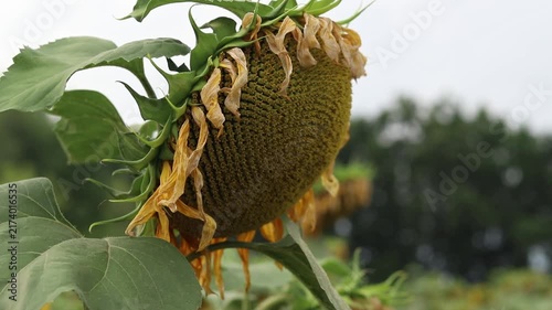 Bright sunflower flower on blurred green field background. Close-up of blooming yellow sunflower in field on sunny day. Agriculture concept for making natural vegetable oil