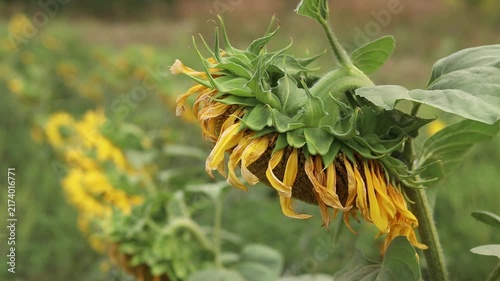 Bright sunflower flower on blurred green field background. Close-up of blooming yellow sunflower in field on sunny day. Agriculture concept for making natural vegetable oil