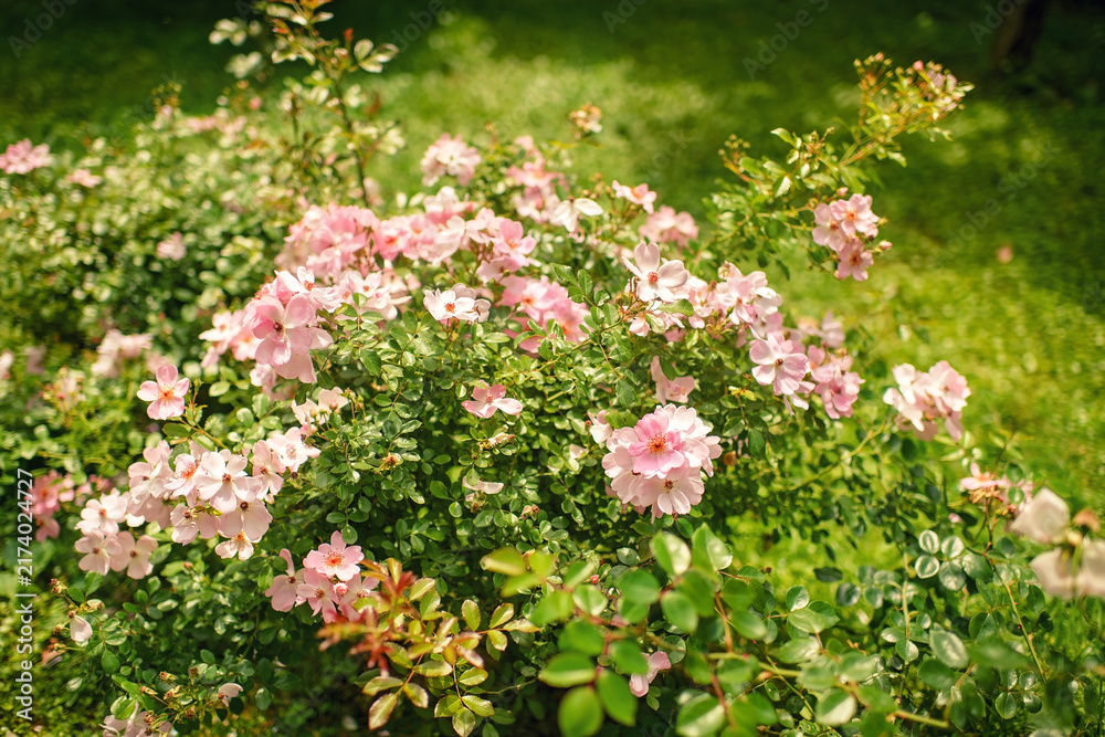 Fototapeta premium Pink rose or dogrose bush blooming with flowers and green leaves in sunny garden with selective focus.