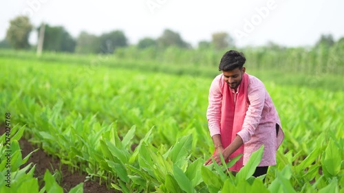 Young indian farmer analyse at green turmeric agriculture field 