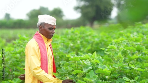 Senior indian farmer at cotton agriculture field