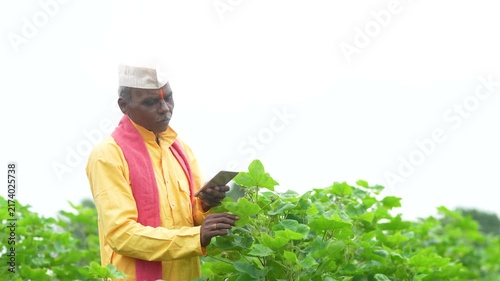 senior indian farmer using smartphone at cotton agriculture field