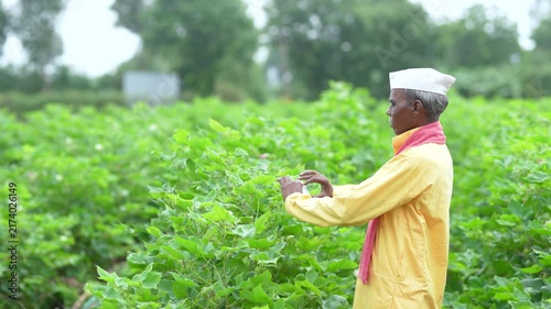 Senior indian farmer using smartphone taking some picture of crop at agriculture field 