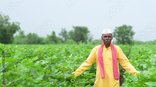 Indian senior farmer standing at cotton agriculture field