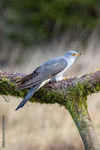 Canvas Print Adult common cuckoo with prey on a mossy branch