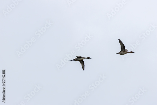 Canvas Print Northern pintail drake and female in flight