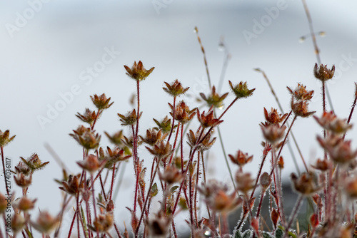 Foto Dew drops on seed heads of one-flowered cinquefoil (Potentilla uniflora) in rock