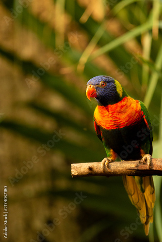 Quadro su tela rainbow lorikeet parrot
